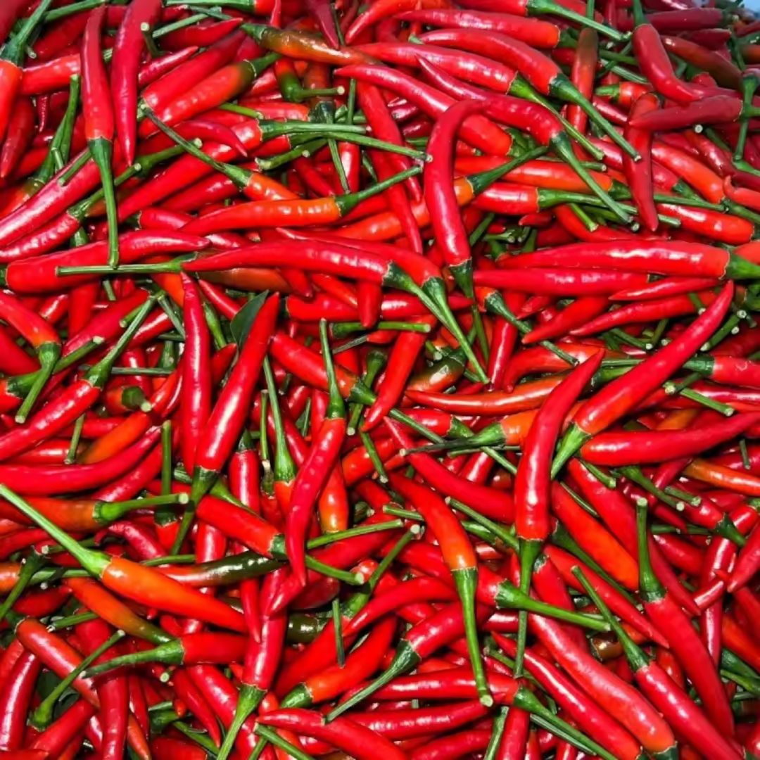 Fresh Red Chili Peppers Premium Farm Fresh Hot Red Chilies for Cooking Pickles Sauces and Spicy Recipes