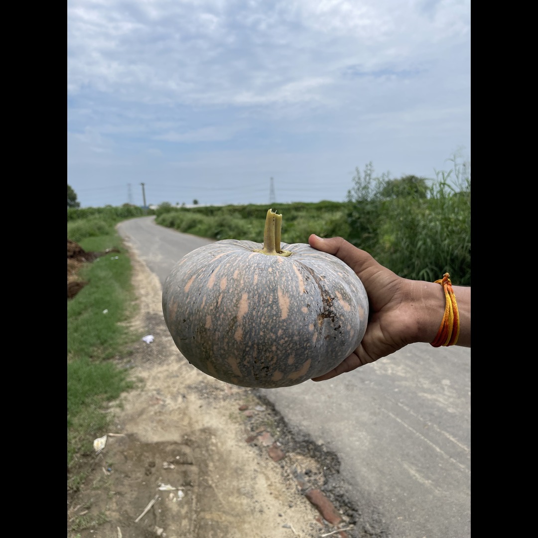 Fresh Pumpkin Farm Supplier India Exporter