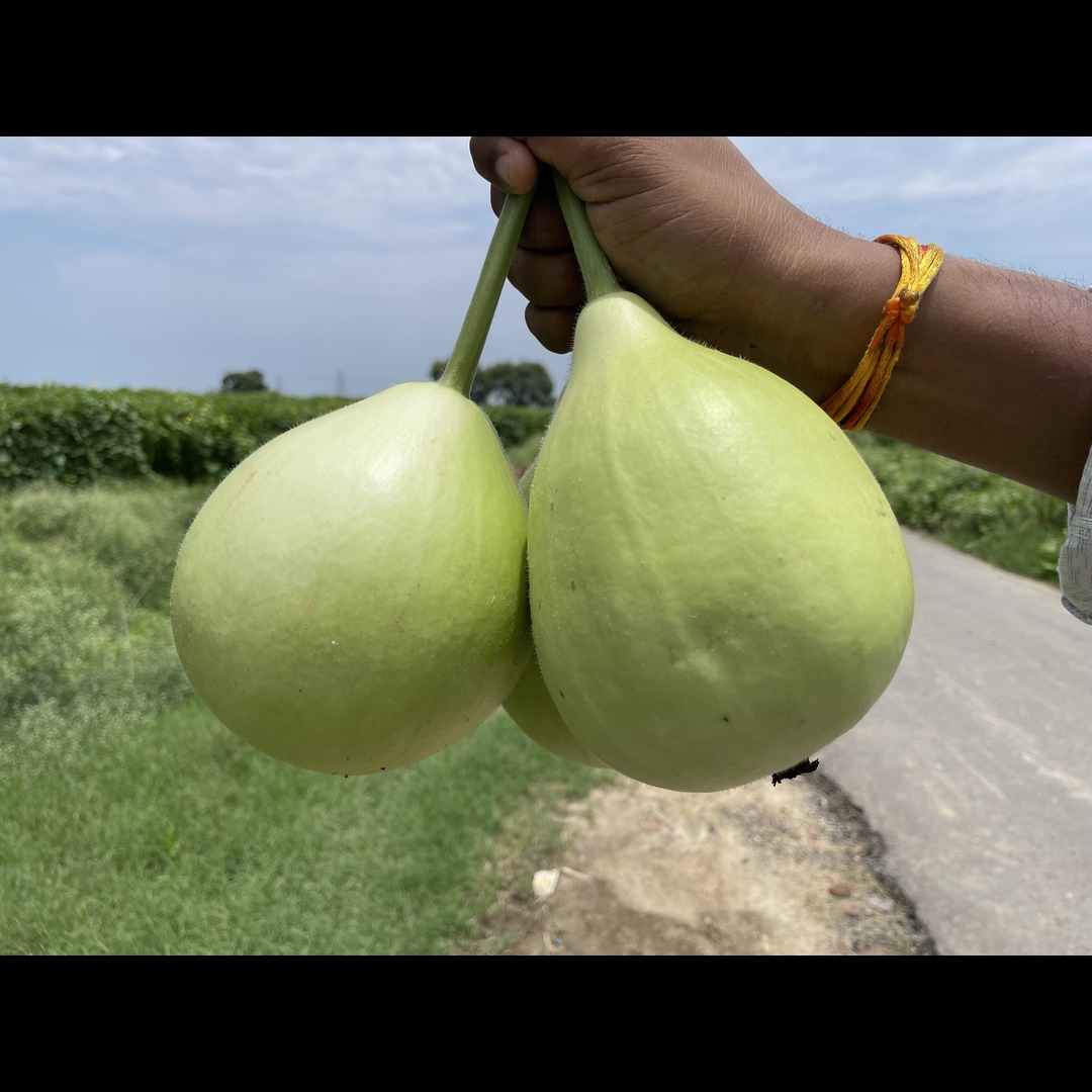 Buy Round Bottle Gourd Fresh Produce India