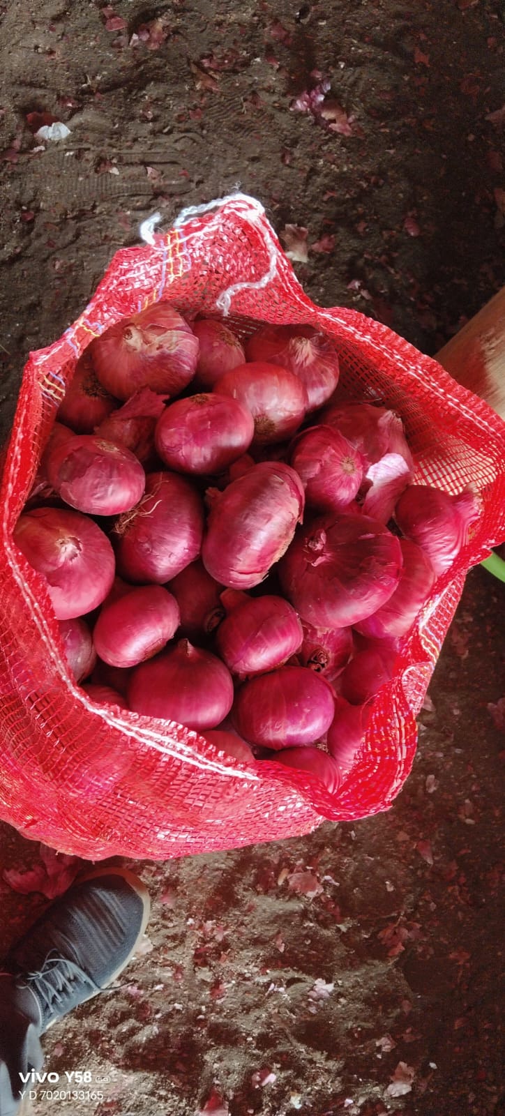 Fresh Onion Exporter & Bulk Supplier from India