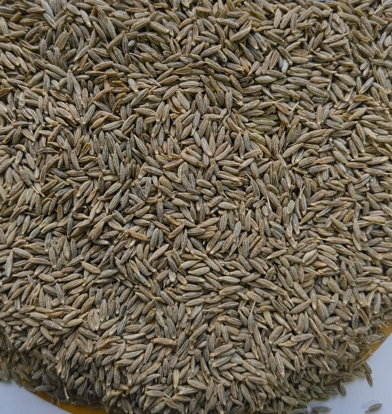Premium Cumin Seeds Supplier | Natural Jeera Bulk