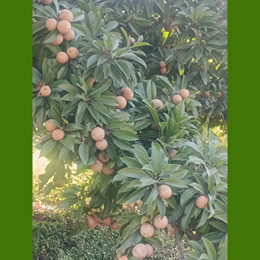 Fresh Sapota Chikoo Fruit Rich Taste and Natural Sweetness