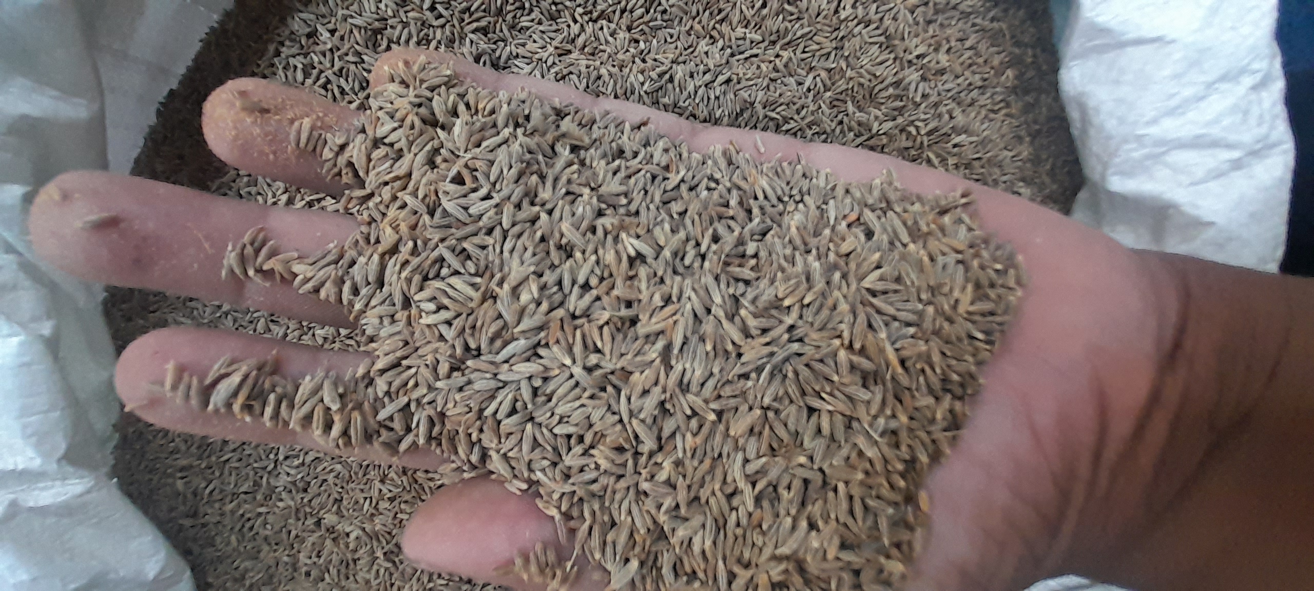 Cumin seeds
