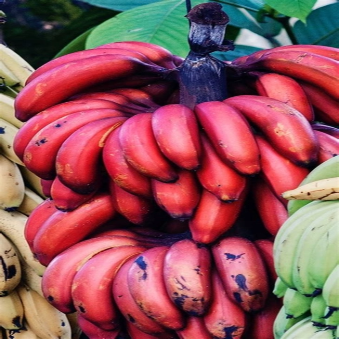 Red Banana for Fresh Produce Export and Global Trade