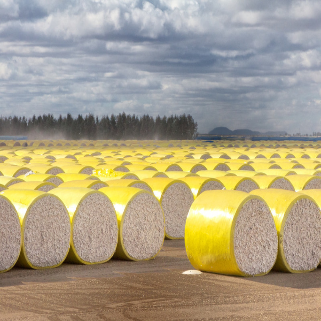 Cotton bales