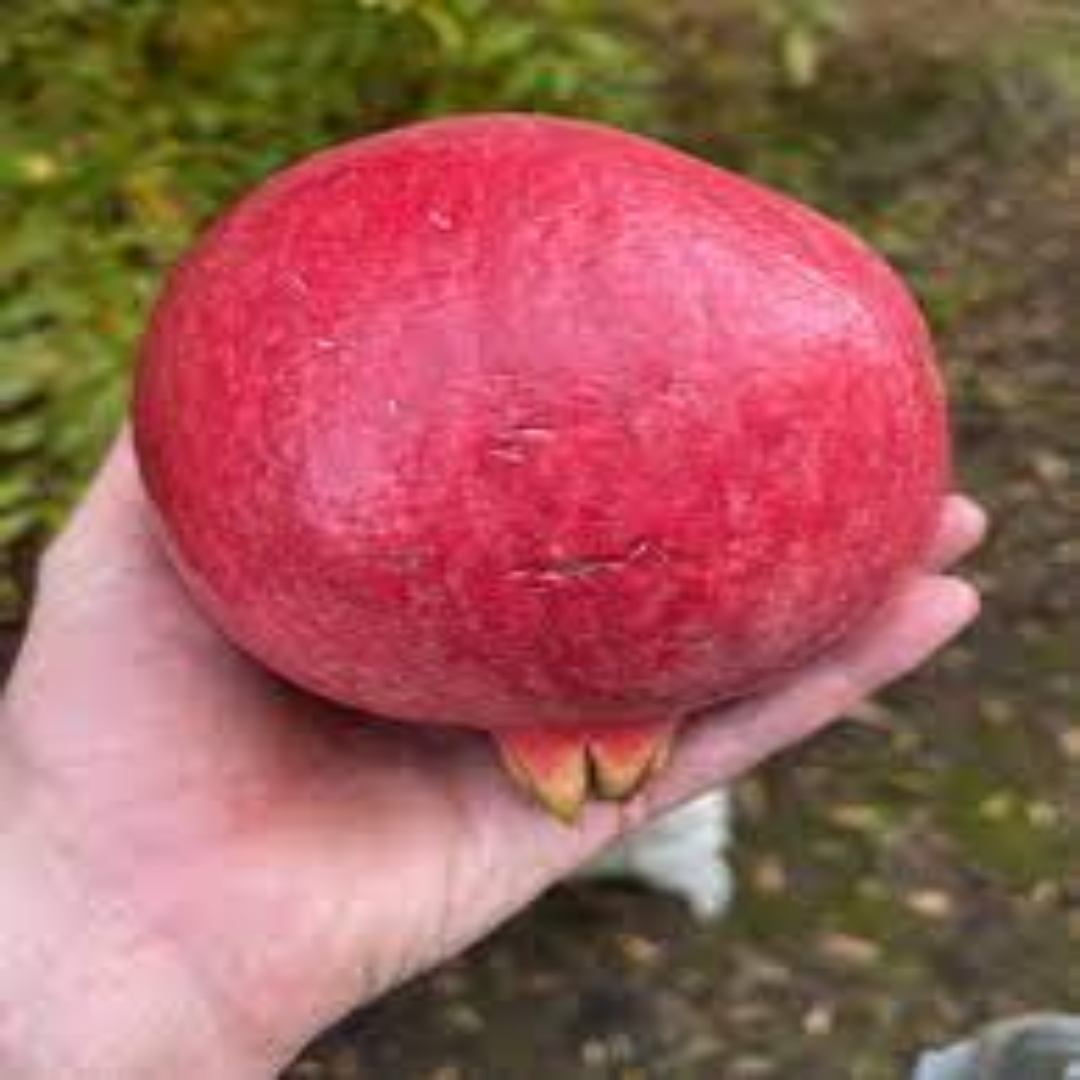 Purple Heart Pomegranates with Rich Aroma and Bold Taste