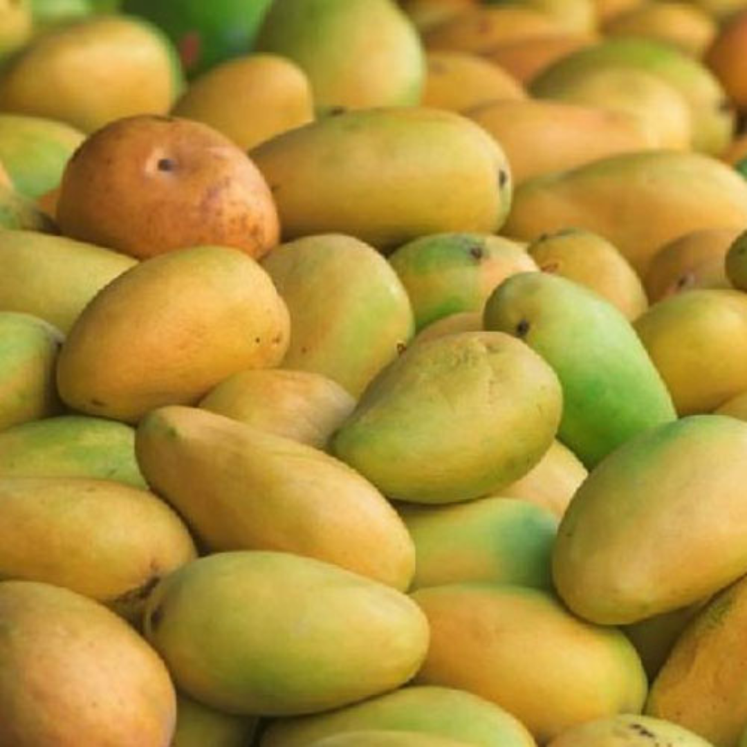 Kesar Mango Supplier For Premium Saffron Sweetness