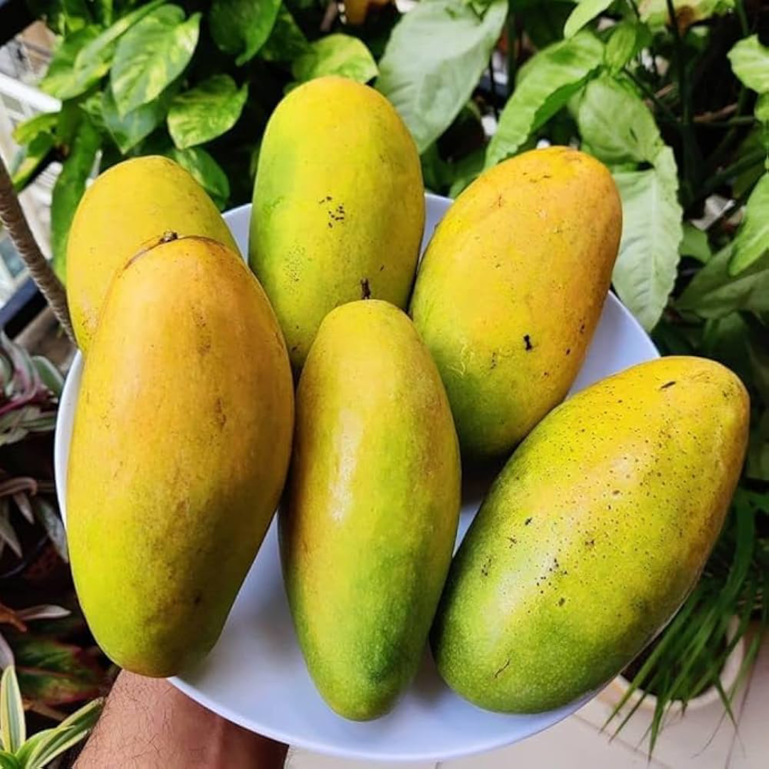 Dasheri Mango for International Buyers and Fresh Export Supply