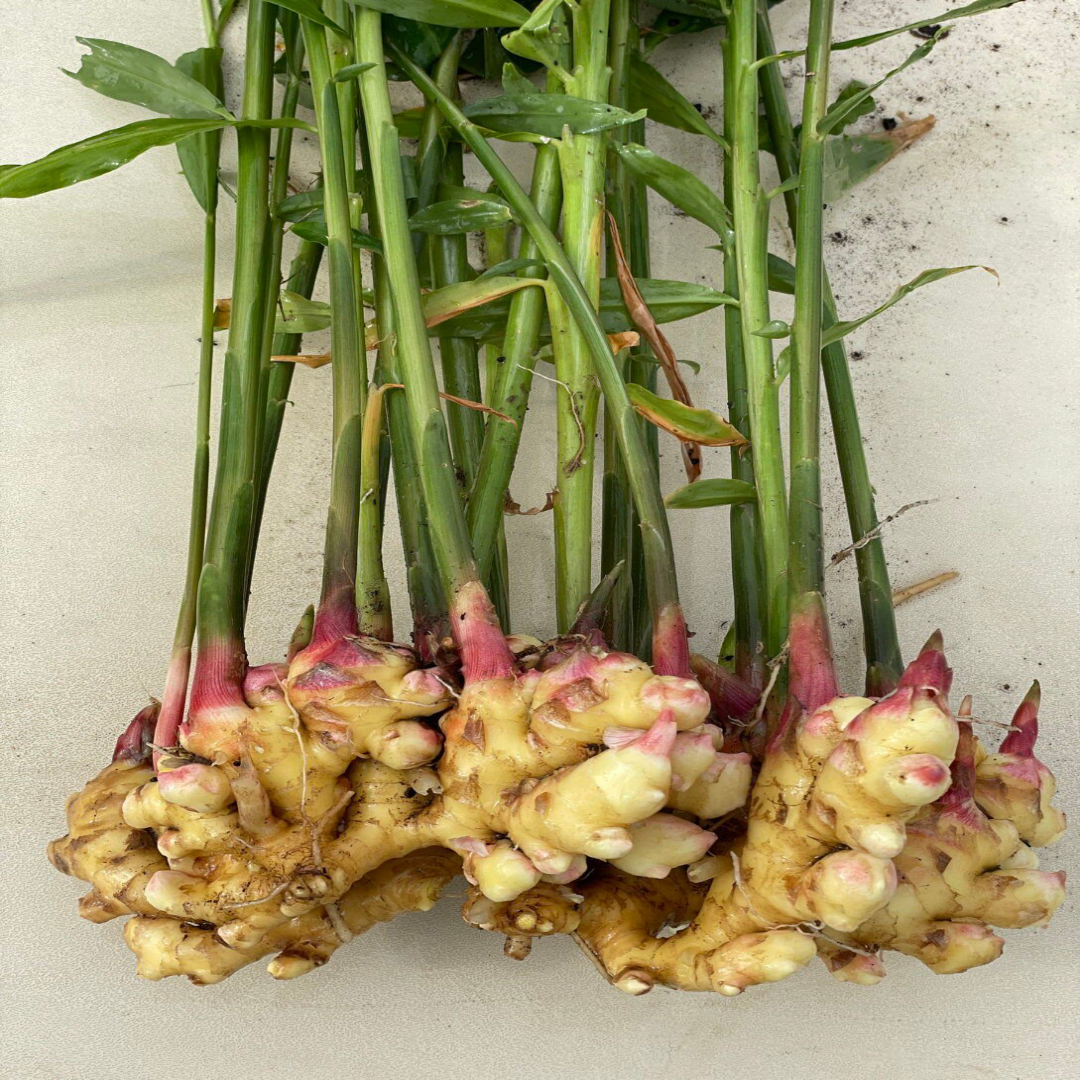 Baby Ginger Supplier For Mild Fresh Spice