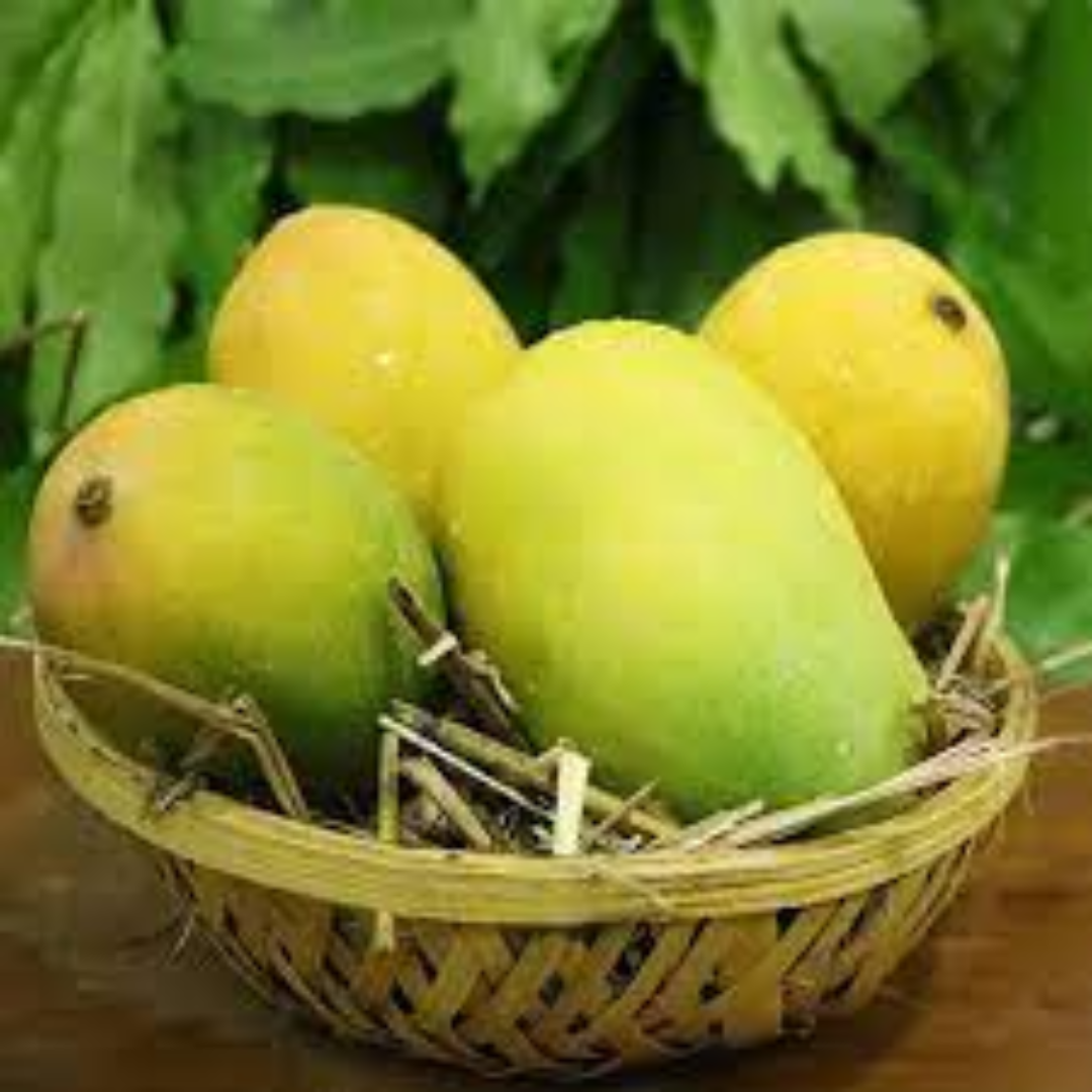 Kesar Mangoes Celebrated for Aroma, Taste, and Export Value