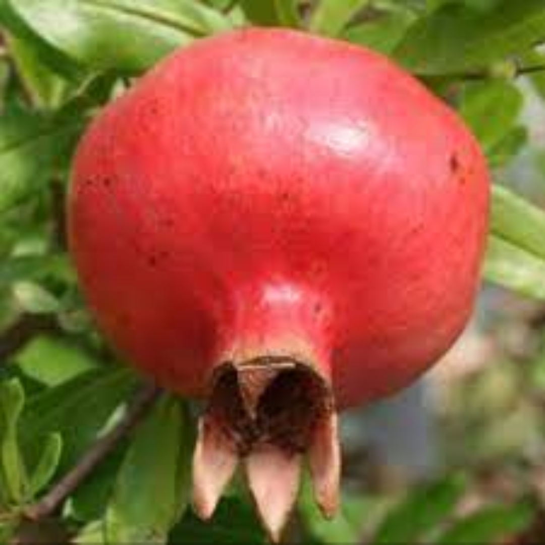 Dwarf Pomegranates for Premium Fresh Produce Supply