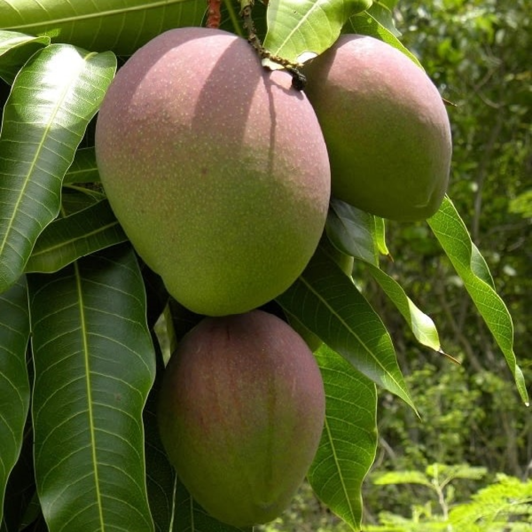 Kent Mango Supplier For Smooth Sweet Tropical Flavor