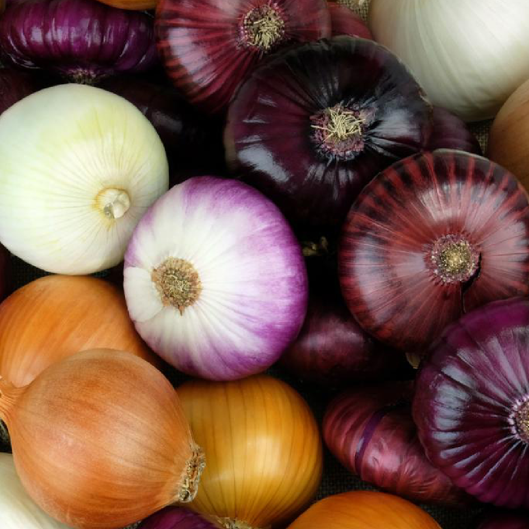 Fresh Red Onion Premium Quality for Cooking and Export