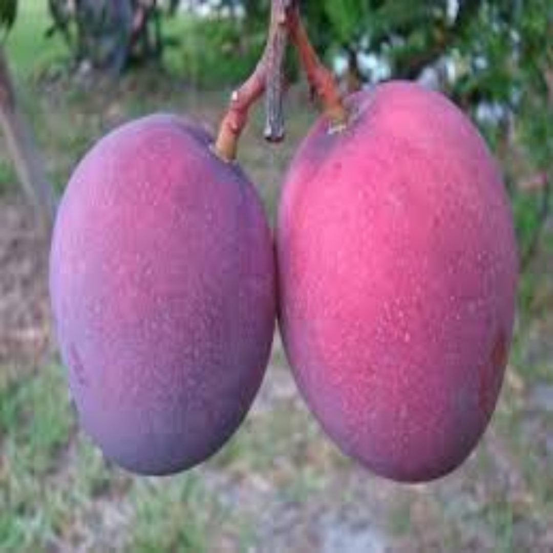Tommy Atkins Mango for Global Distribution and Export Demand