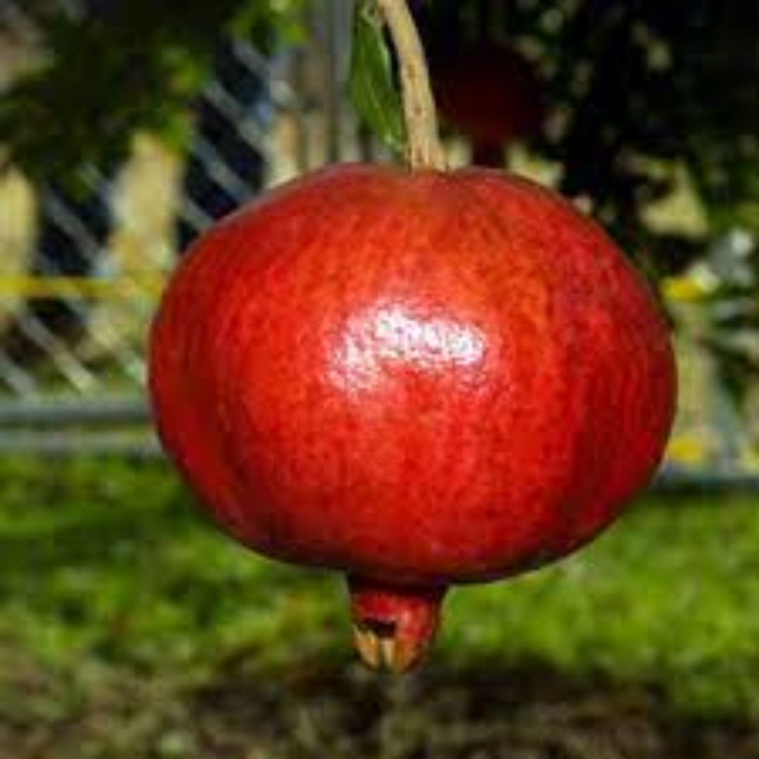 Angel Red Pomegranates for Premium Fresh Fruit Quality