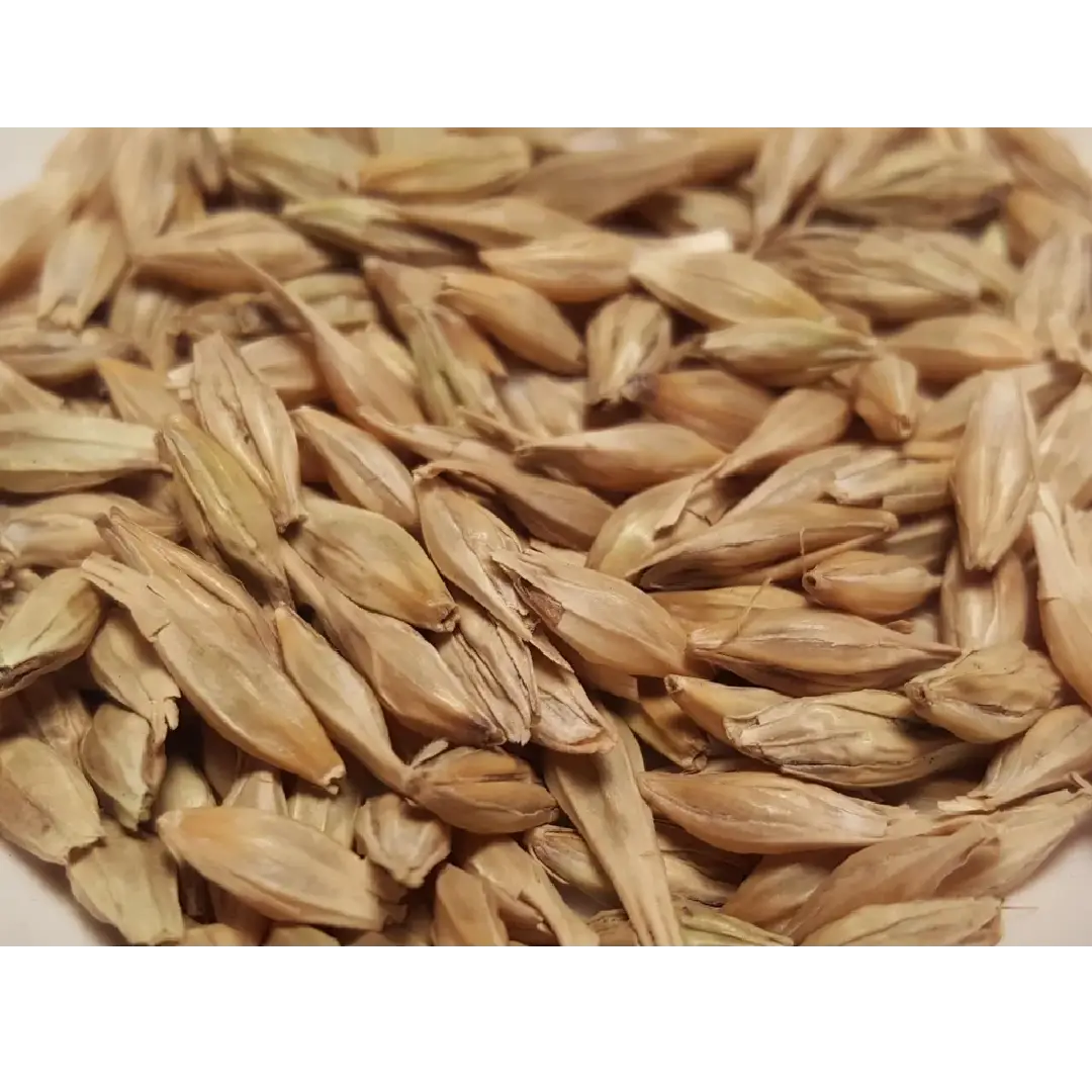 Brown Mill Barley Grain – Nutrient-Rich & High in Protein
