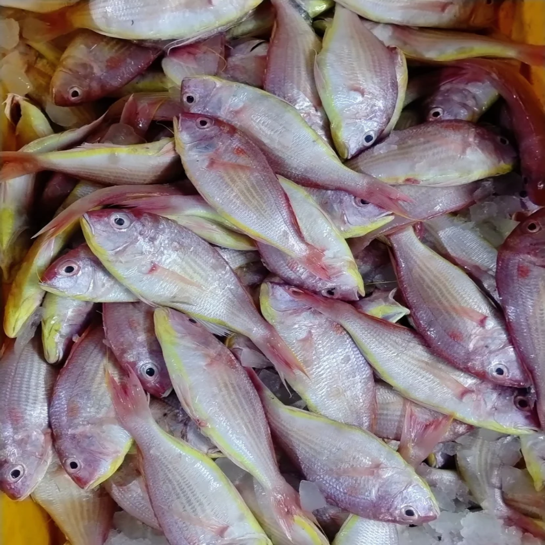 Fresh Rani Fish Pink Perch