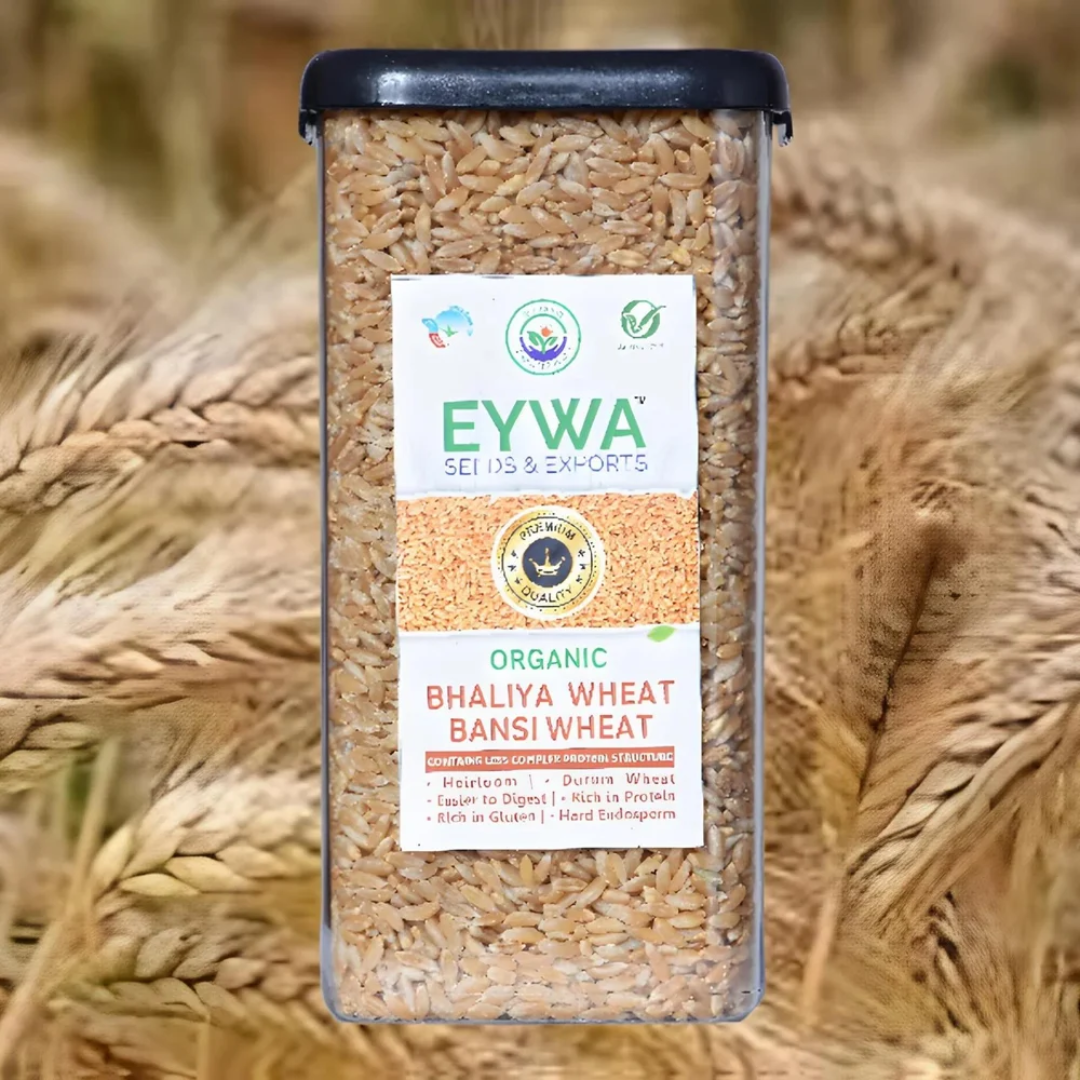 Premium Bansi Whole Wheat Grains 1 Kg – Wholesale Supplier