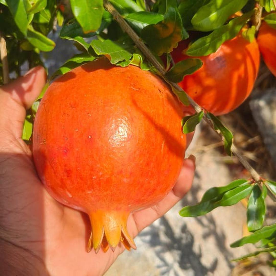 a1 grade pomegranate