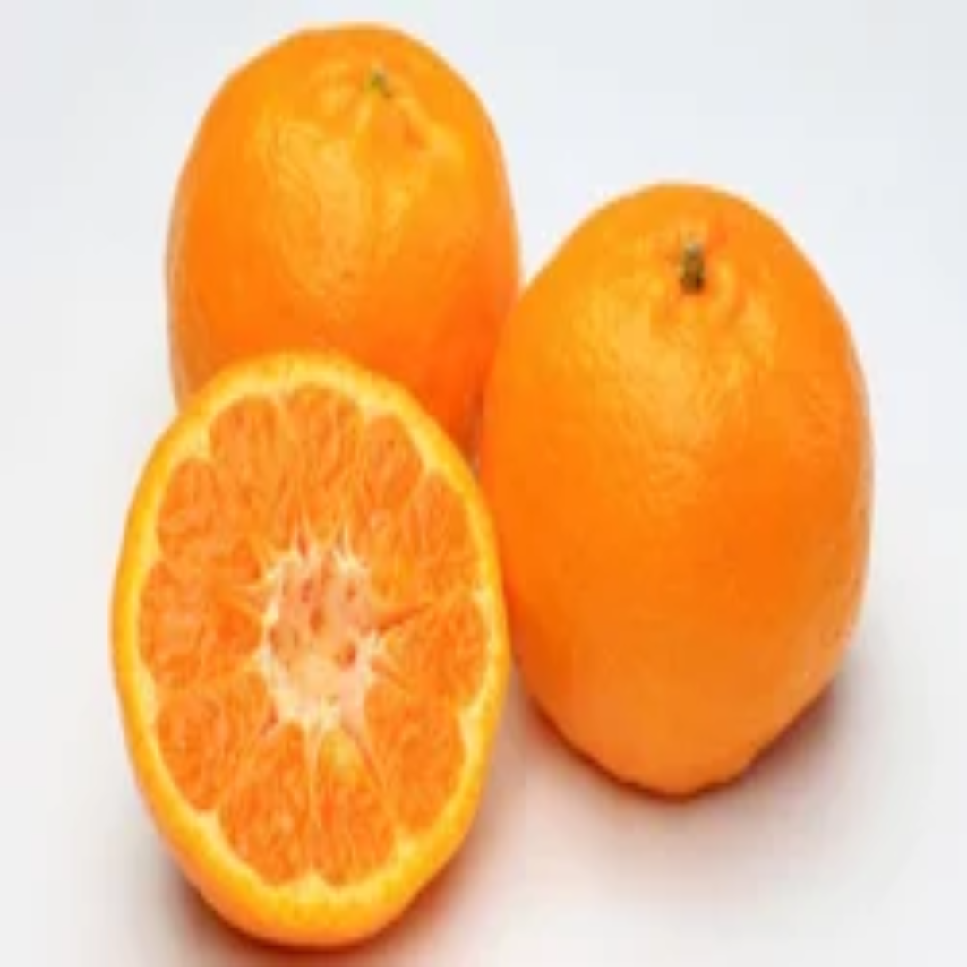 A Grade Maharashtra Mandarin Orange – Wholesale Supplier