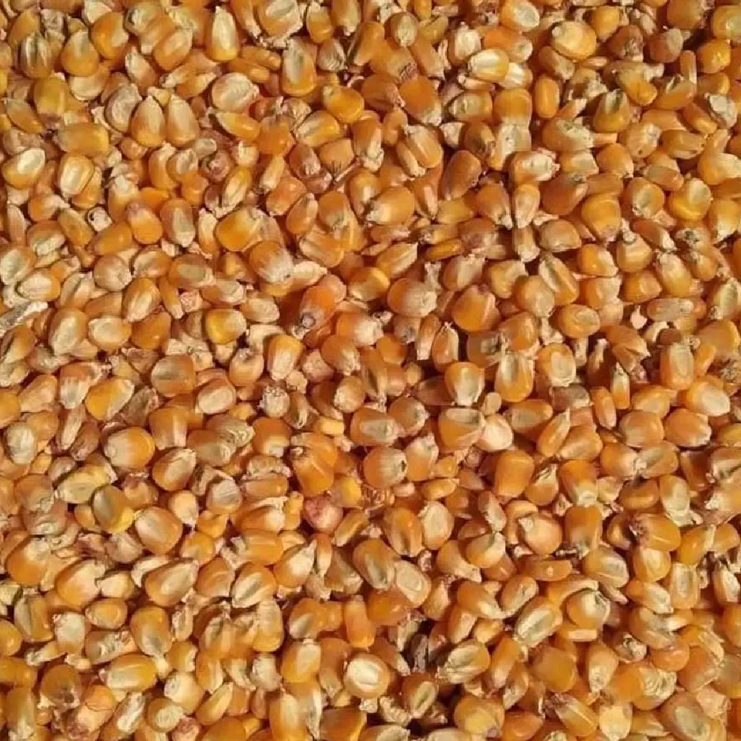 Dried Yellow Corn Maize 500 Kg PP Bag For Animal Feed