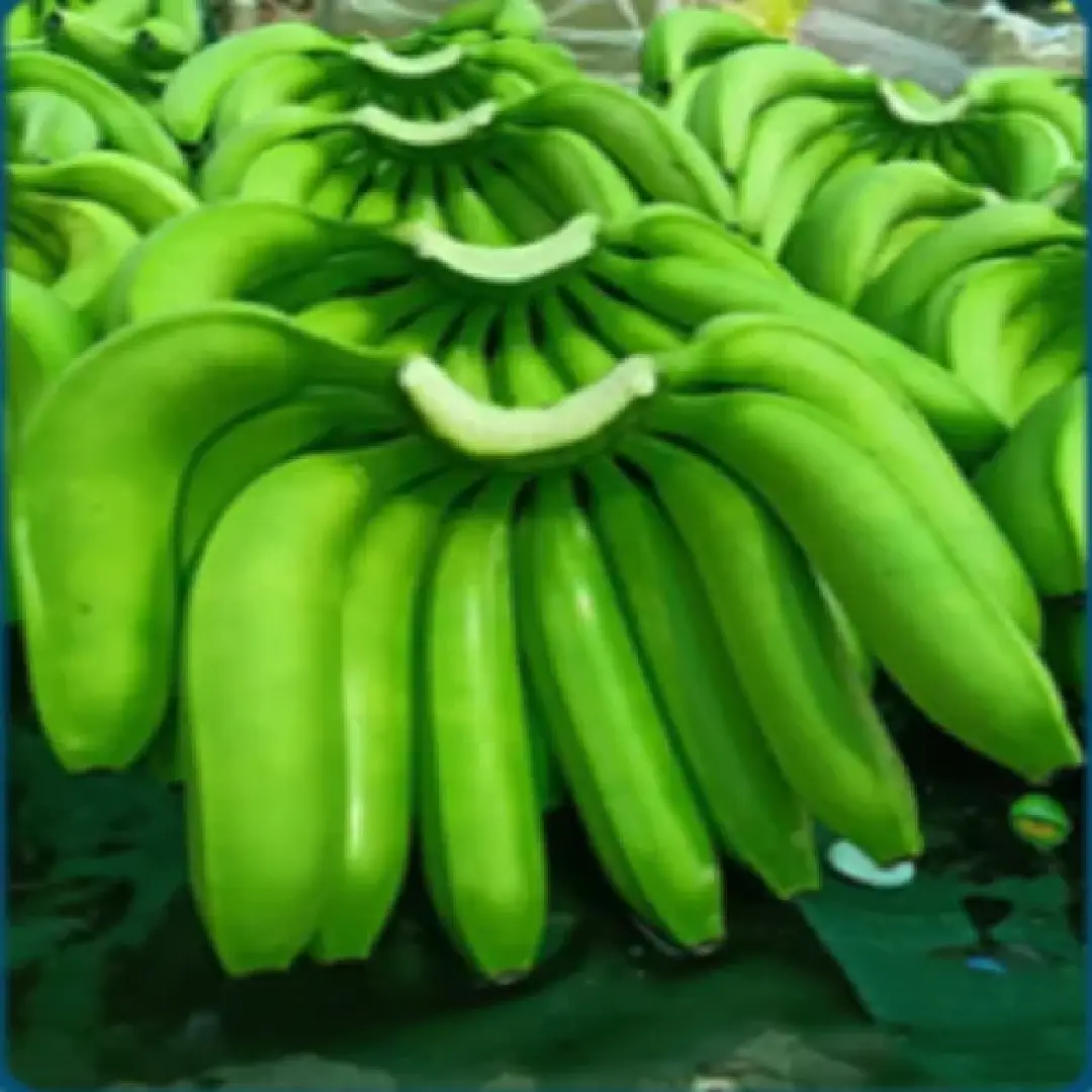 G9 Cavendish Bananas – A Grade, Fresh & Naturally Sweet