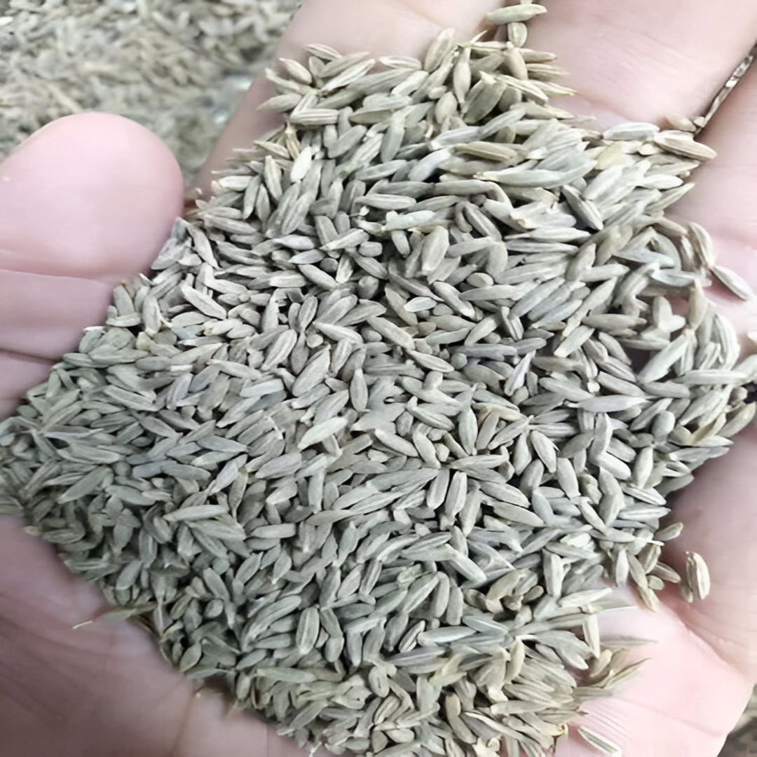 Cumin Seeds