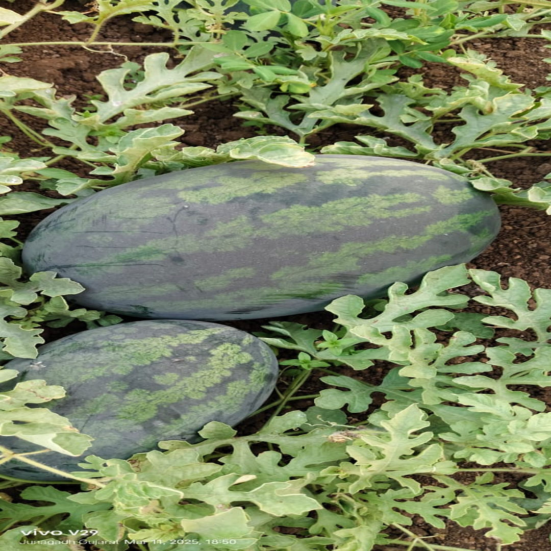 WATERMELON 