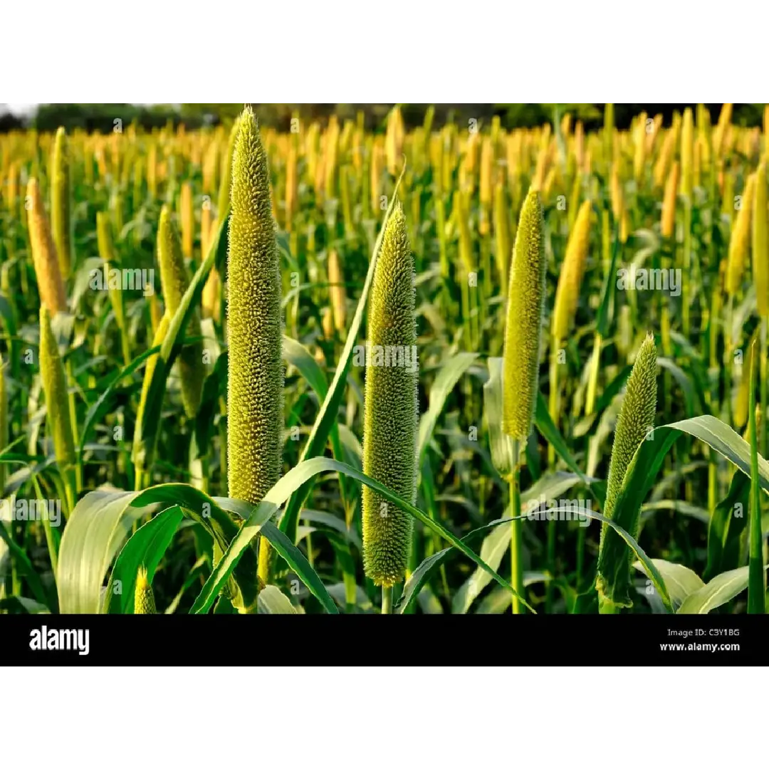 Natural Brown Pearl Millet Bajra – Gluten-Free & Nutrient-Packed