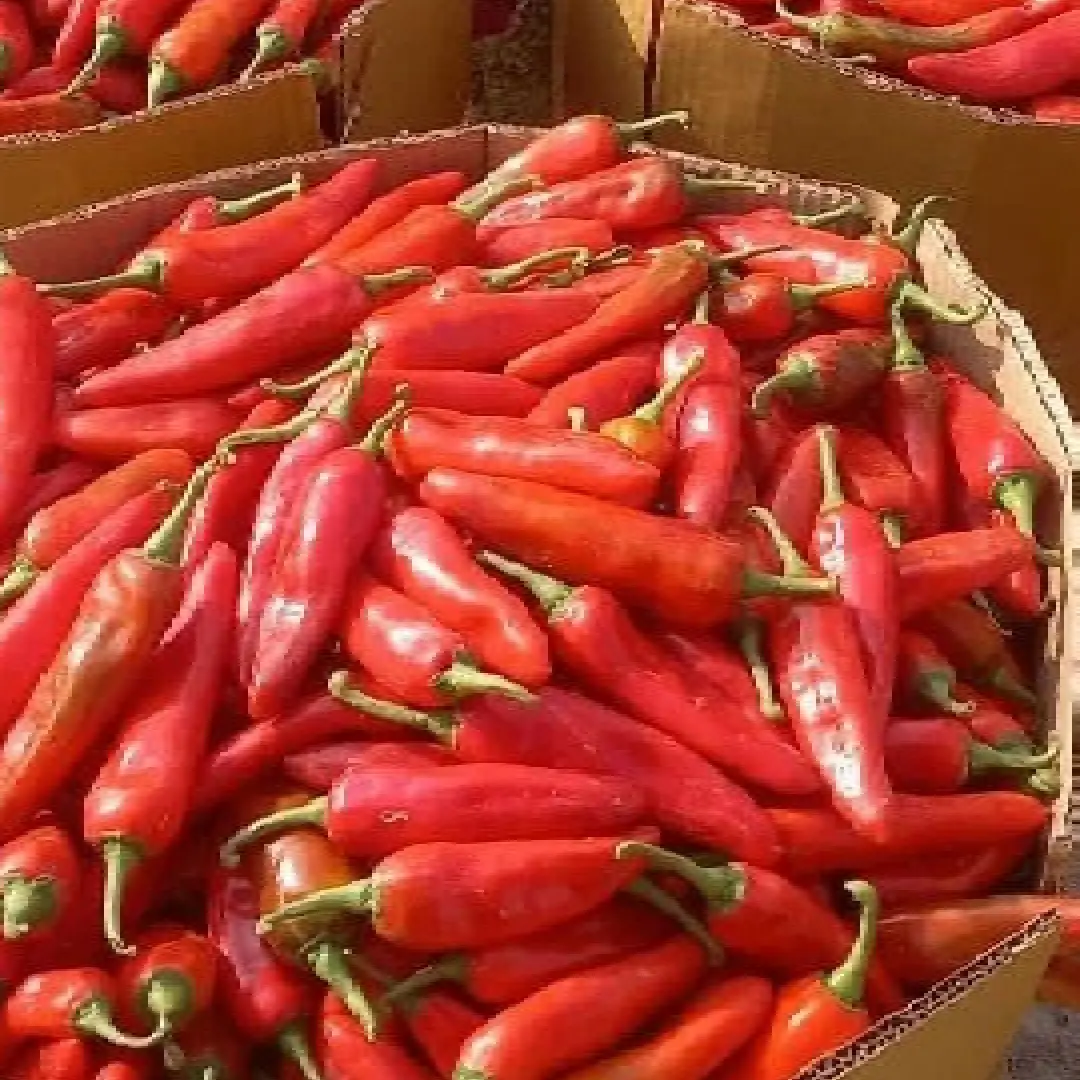 A Grade Red Chilli (99% Pure, Fresh & Dried) – Wholesale & Supplier from India