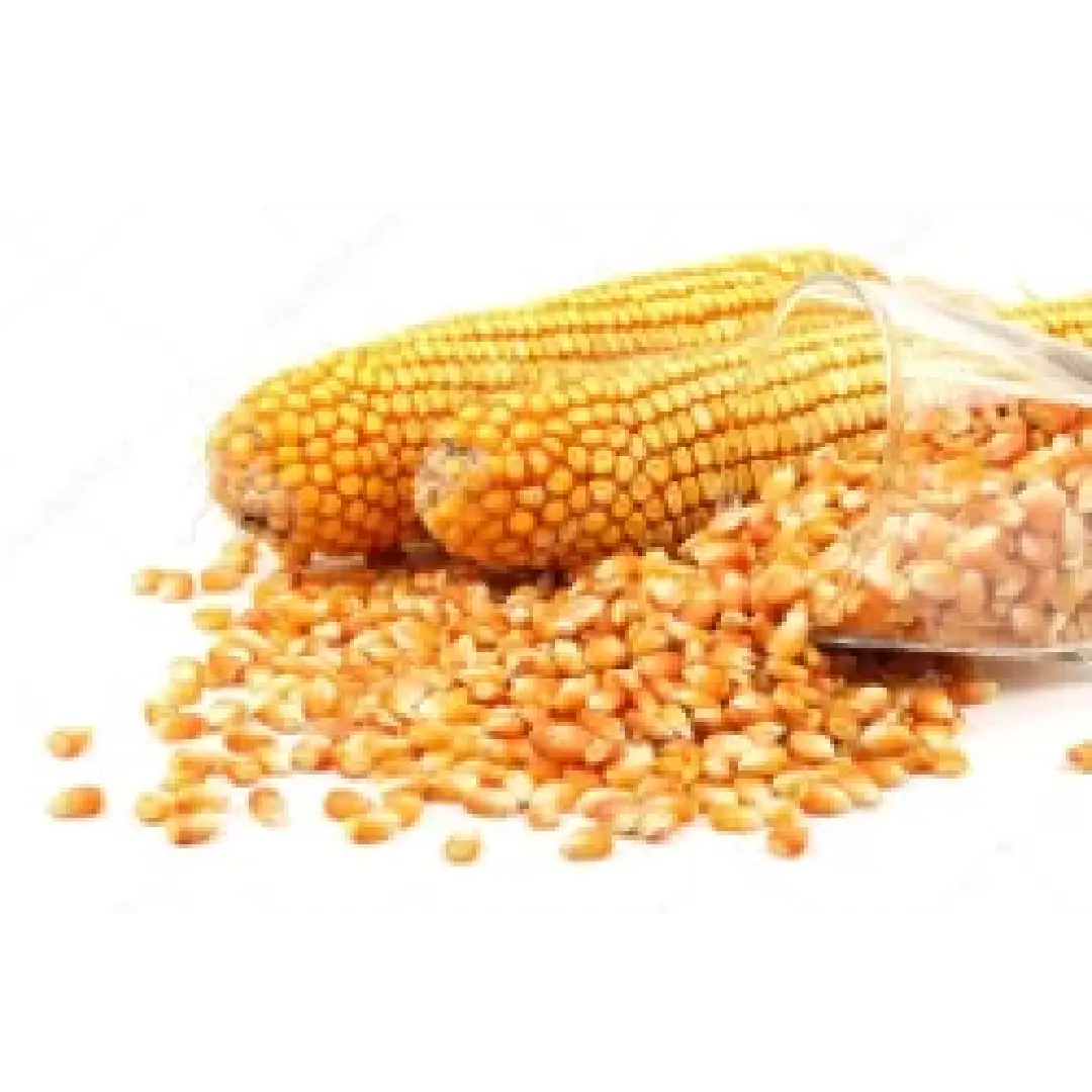 Giri Trading Yellow Maize Corn Grain – Fresh & Quality Corn