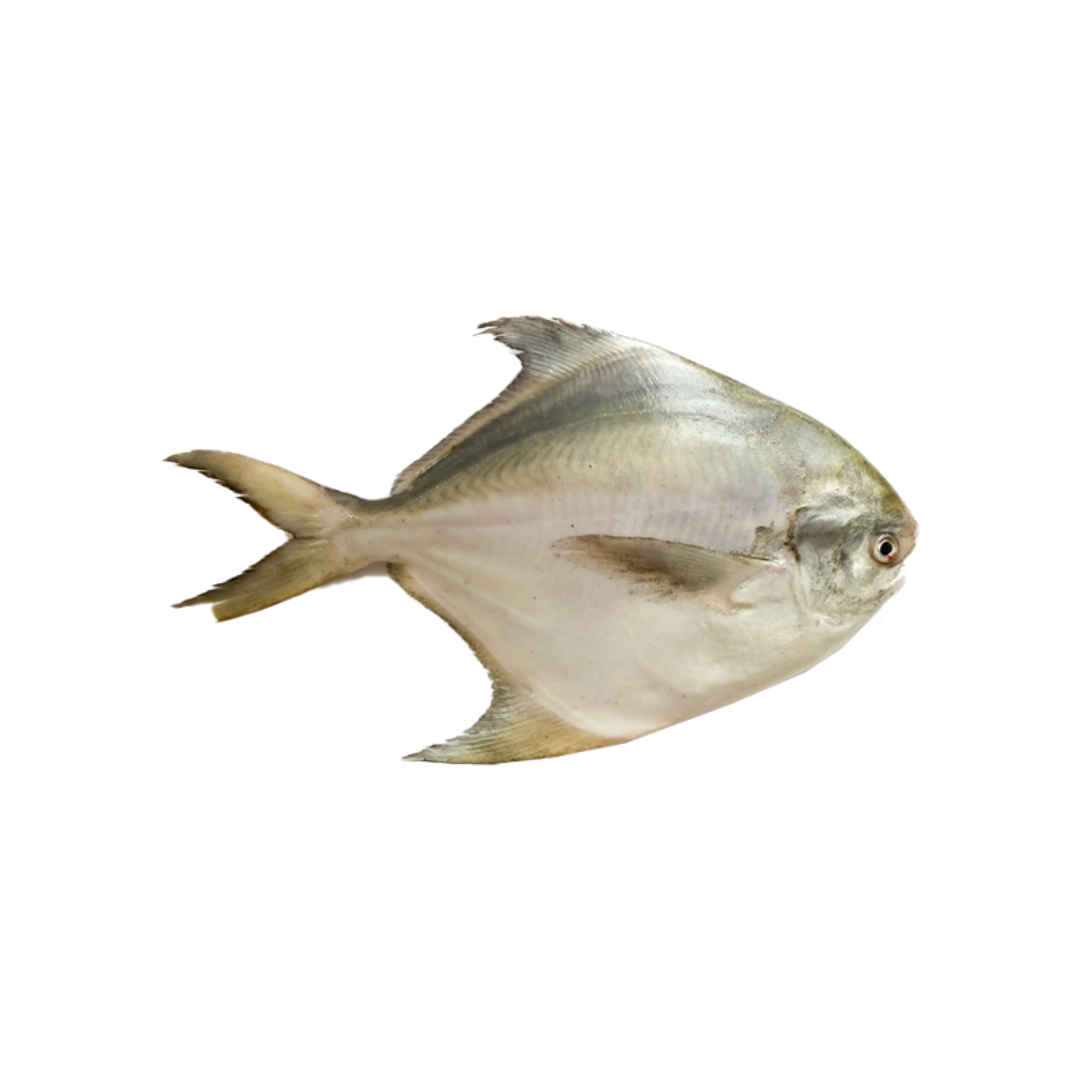 Fresh Cleaned Silver Pomfret Fish 1Kg Premium Quality Whole Seafood Ready to Cook Fresh Ocean Catch