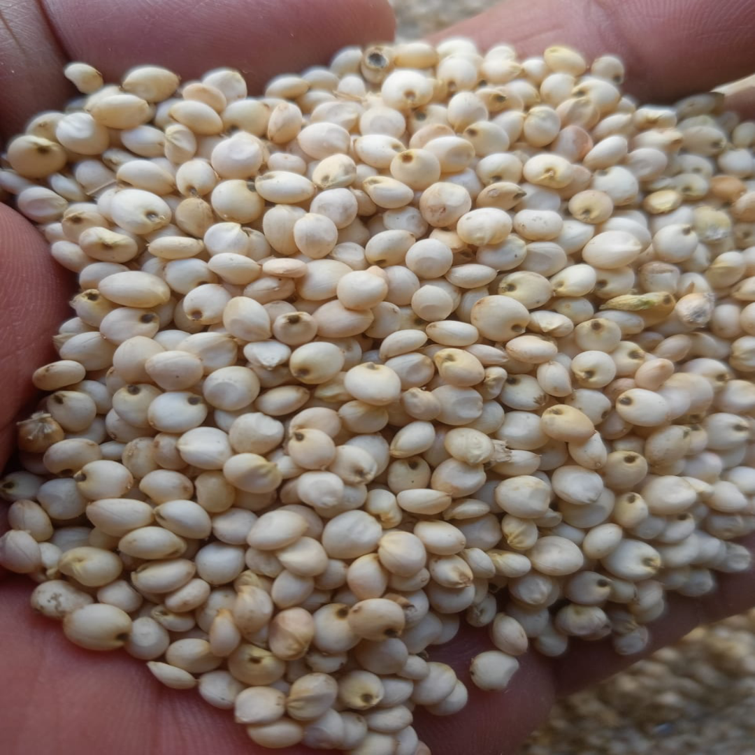 Premium Whole Sorghum Grain Naturally Gluten-Free