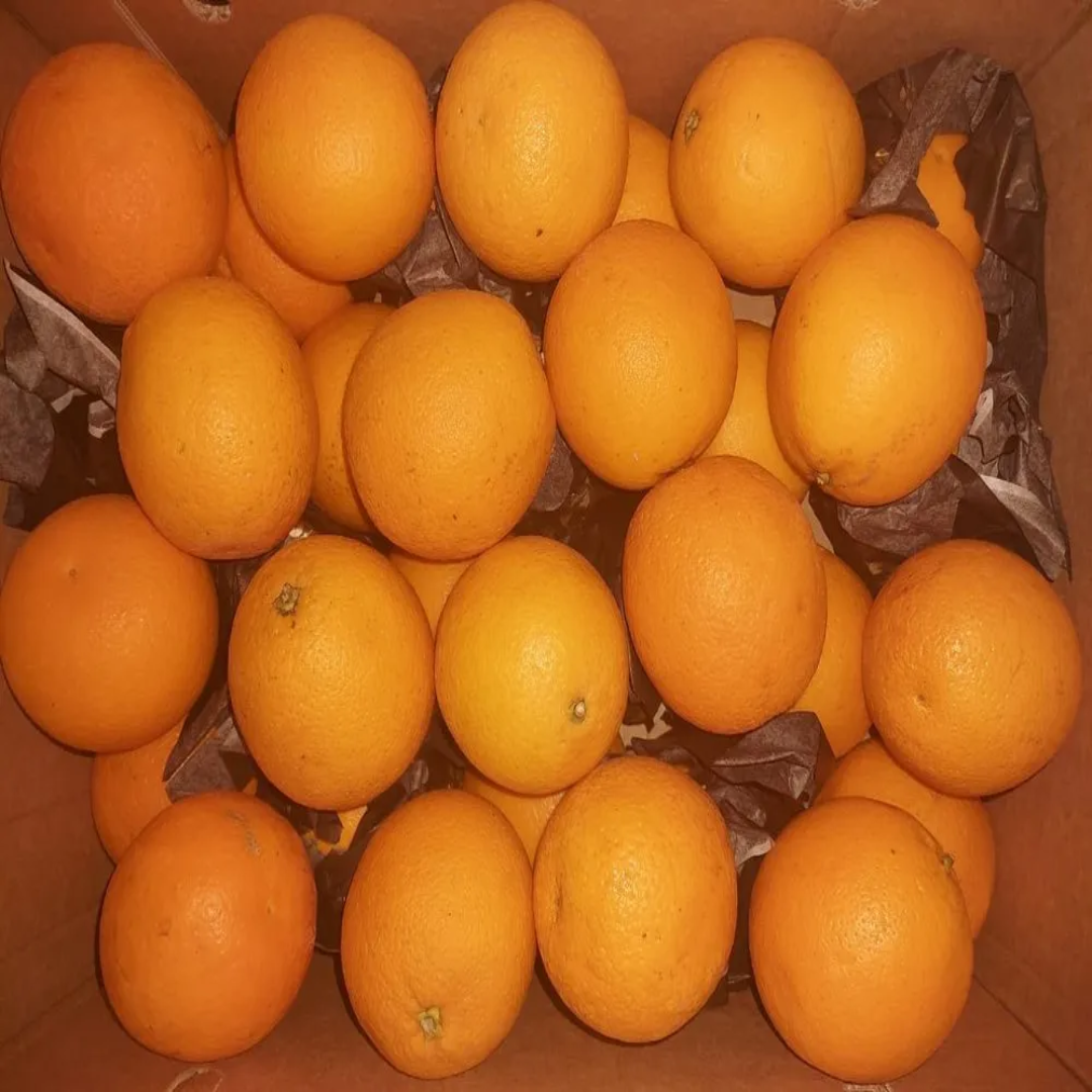 A Grade Pan India Egypt Valencia Citrus Orange – Wholesale Supplier