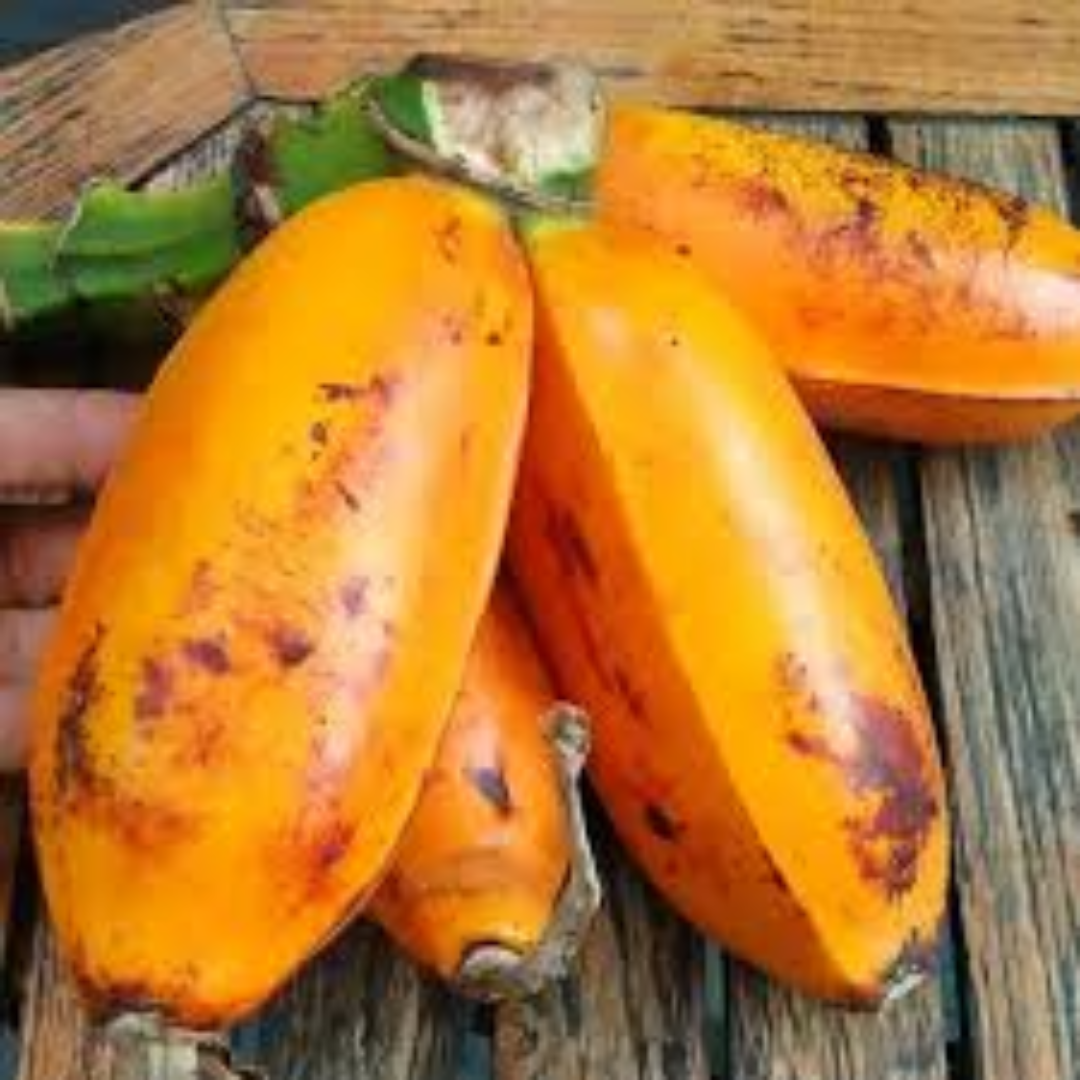 Fehi Banana Unique Pacific Island Variety Firm Texture Rich Flavor Fresh Tropical Fruit Export