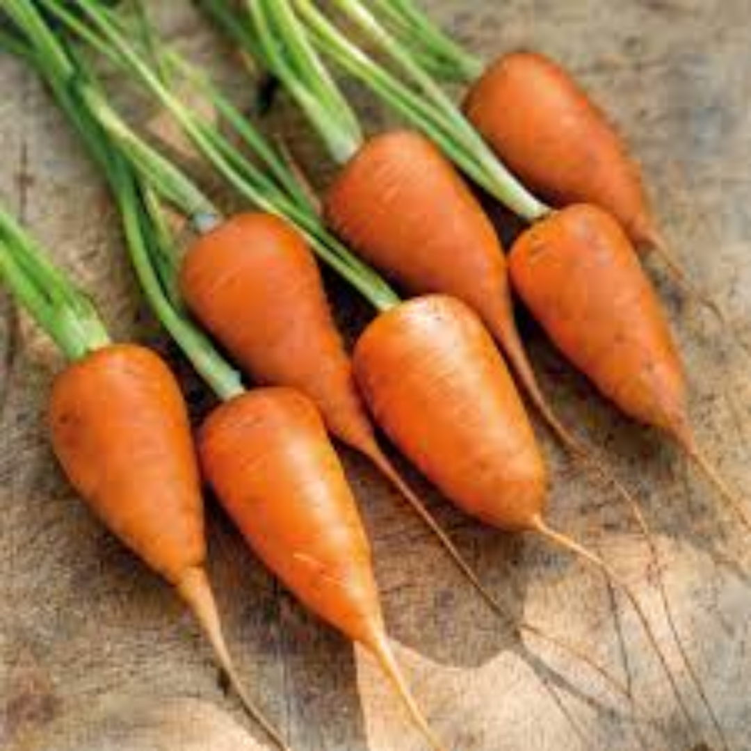 Chantenay Carrots for Sweet Flavor and Export Distribution