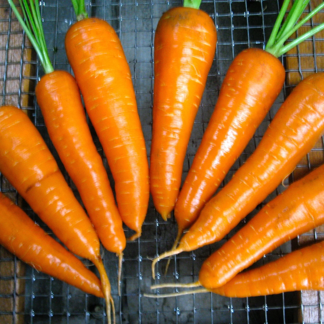 Chantenay Carrots for Sweet Tender Cooking and Gourmet Meals