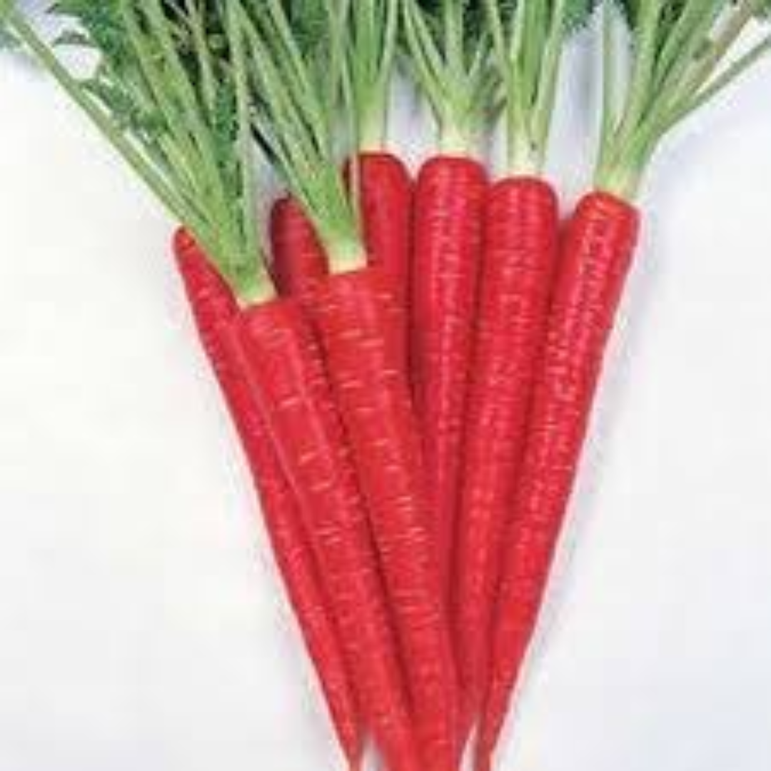 Enterprise Carrots for High-Yield Export and Trade Markets