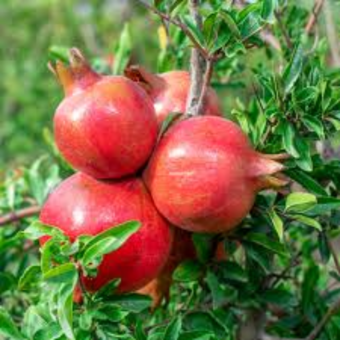 Parfianka Pomegranates Sweet Soft Seed Variety Premium Fresh Export Quality Fruit
