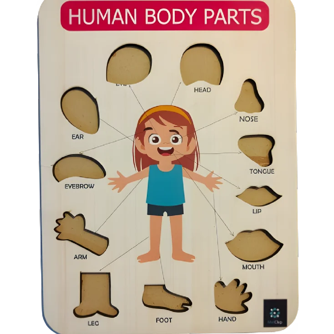 HUMAN BODY PARTS EDUCATIONAL TRAY, Problem Solving, Child Age Group: 0-3 Yrs