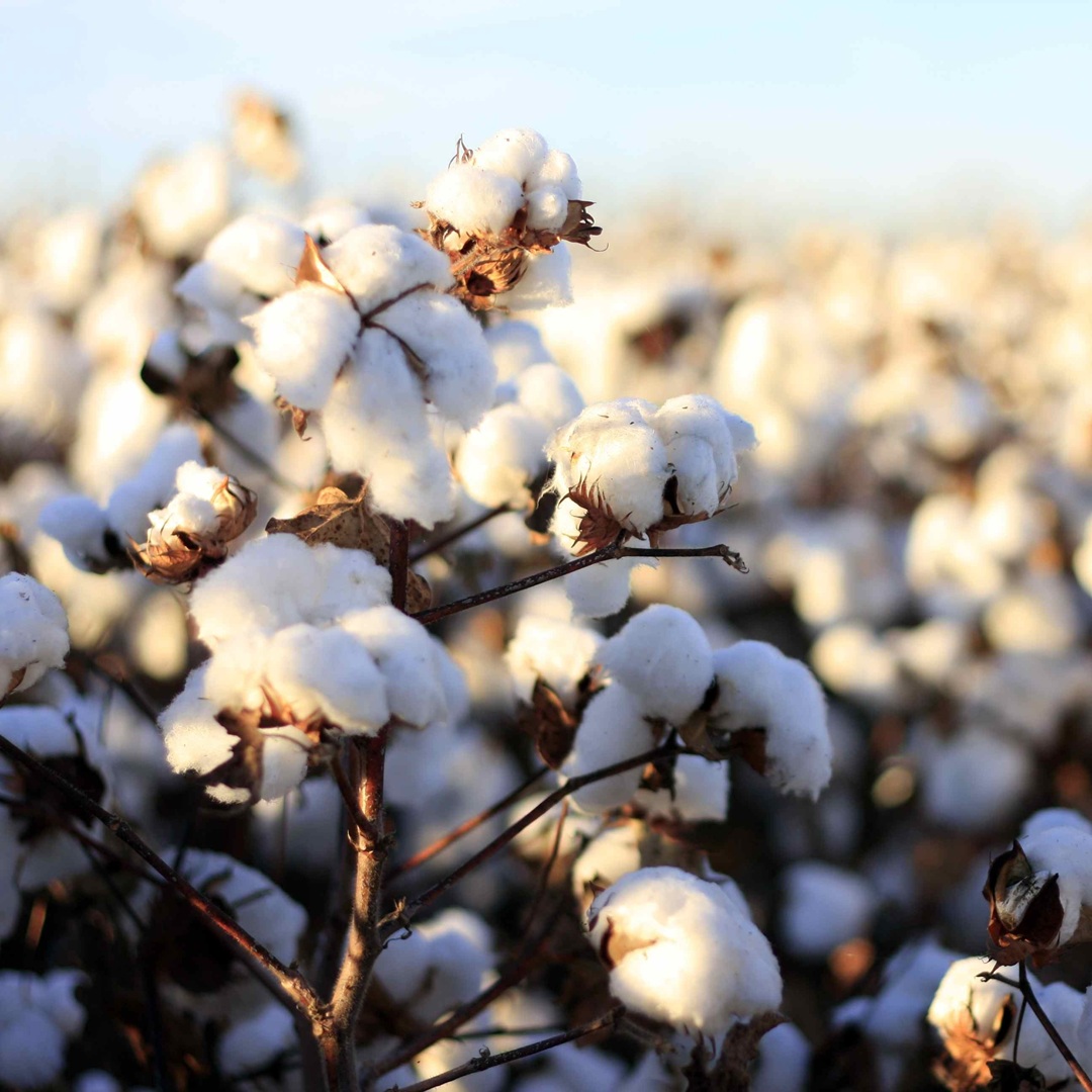 Natural Cotton Fabric Materials – Textile Supplier India