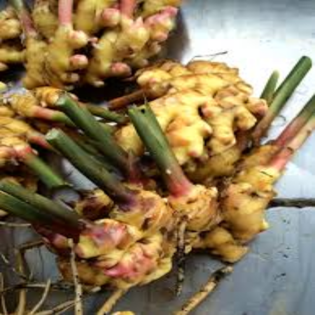 Baby Ginger for Fresh Produce Export and Global Trade