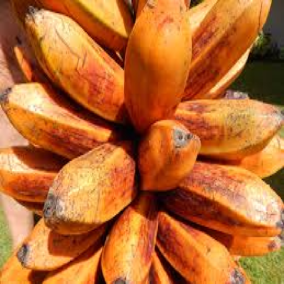 Fehi Banana Distributor For Exotic Rich Tropical Taste