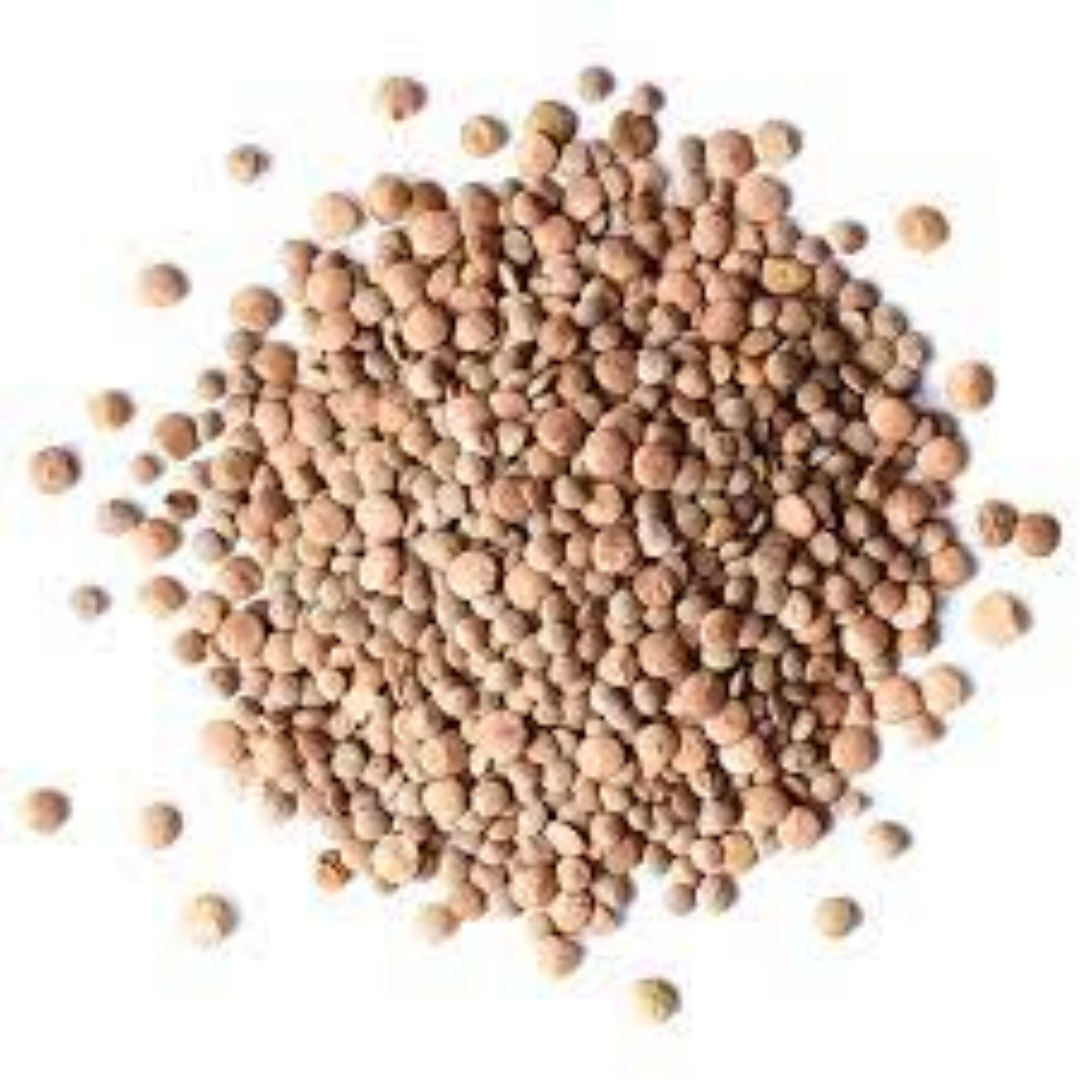 Whole Lentils Wholesale Supplier for Nutritious Food Supply