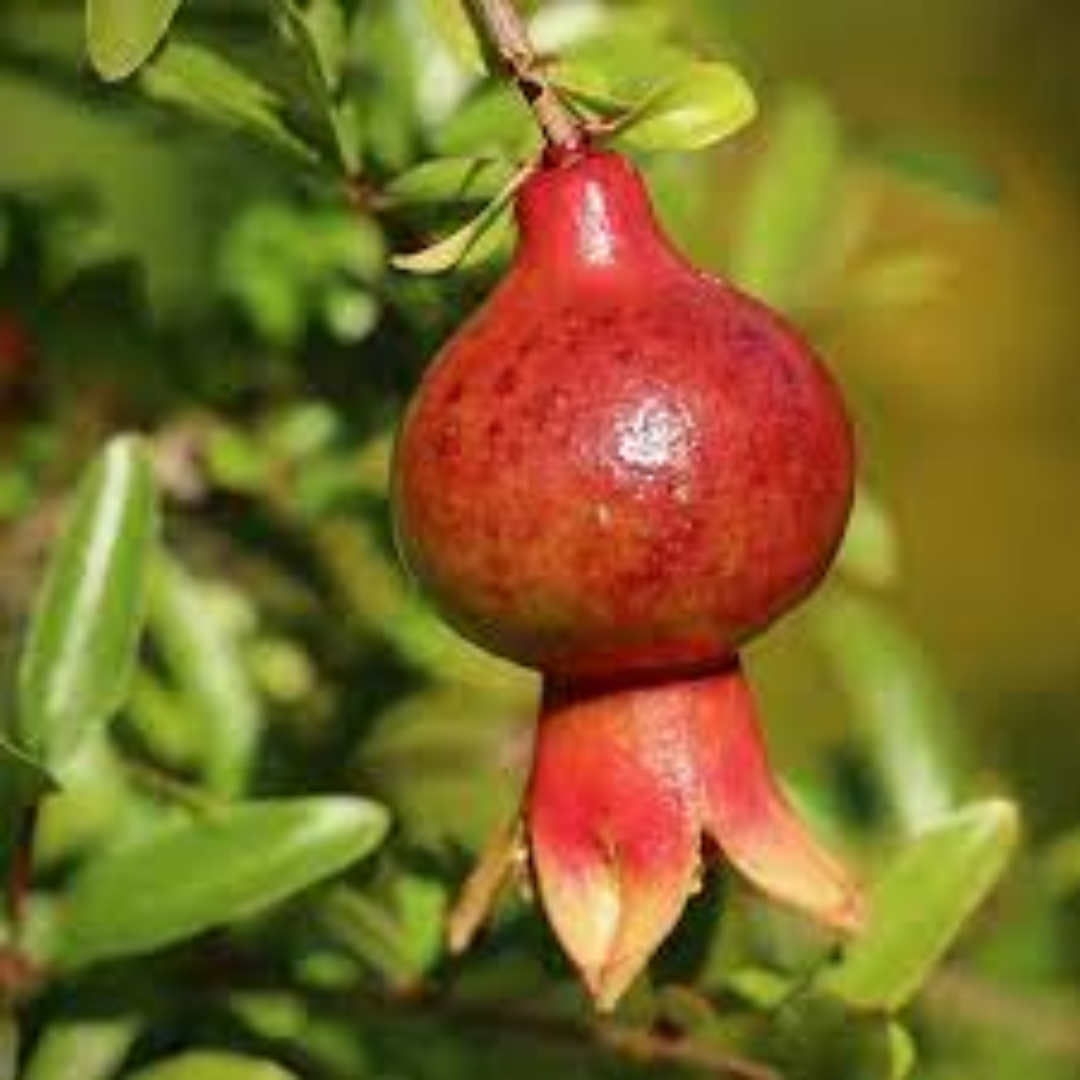 Dwarf Pomegranates with Tropical Sweetness and Daily Freshness