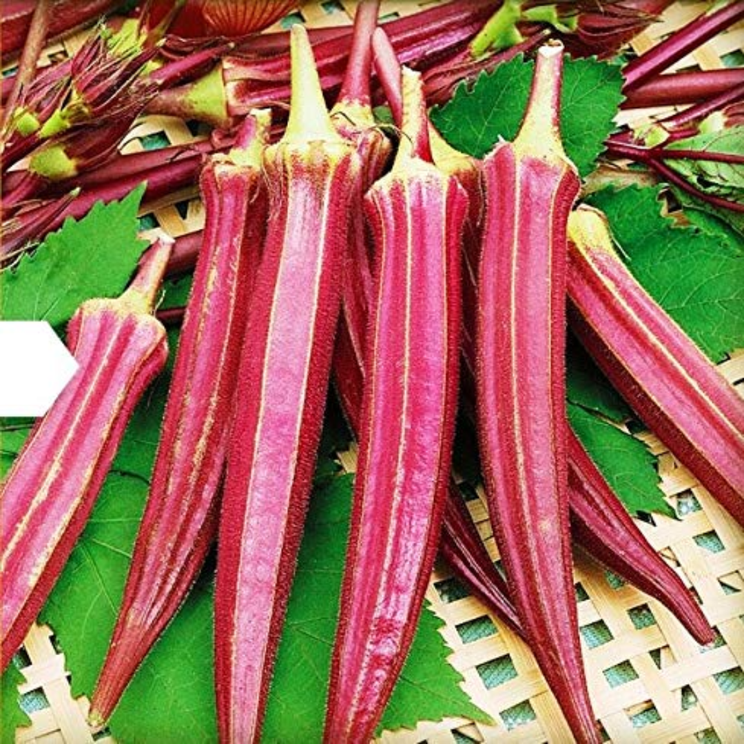 Premium Red Short Okra for International Vegetable Markets