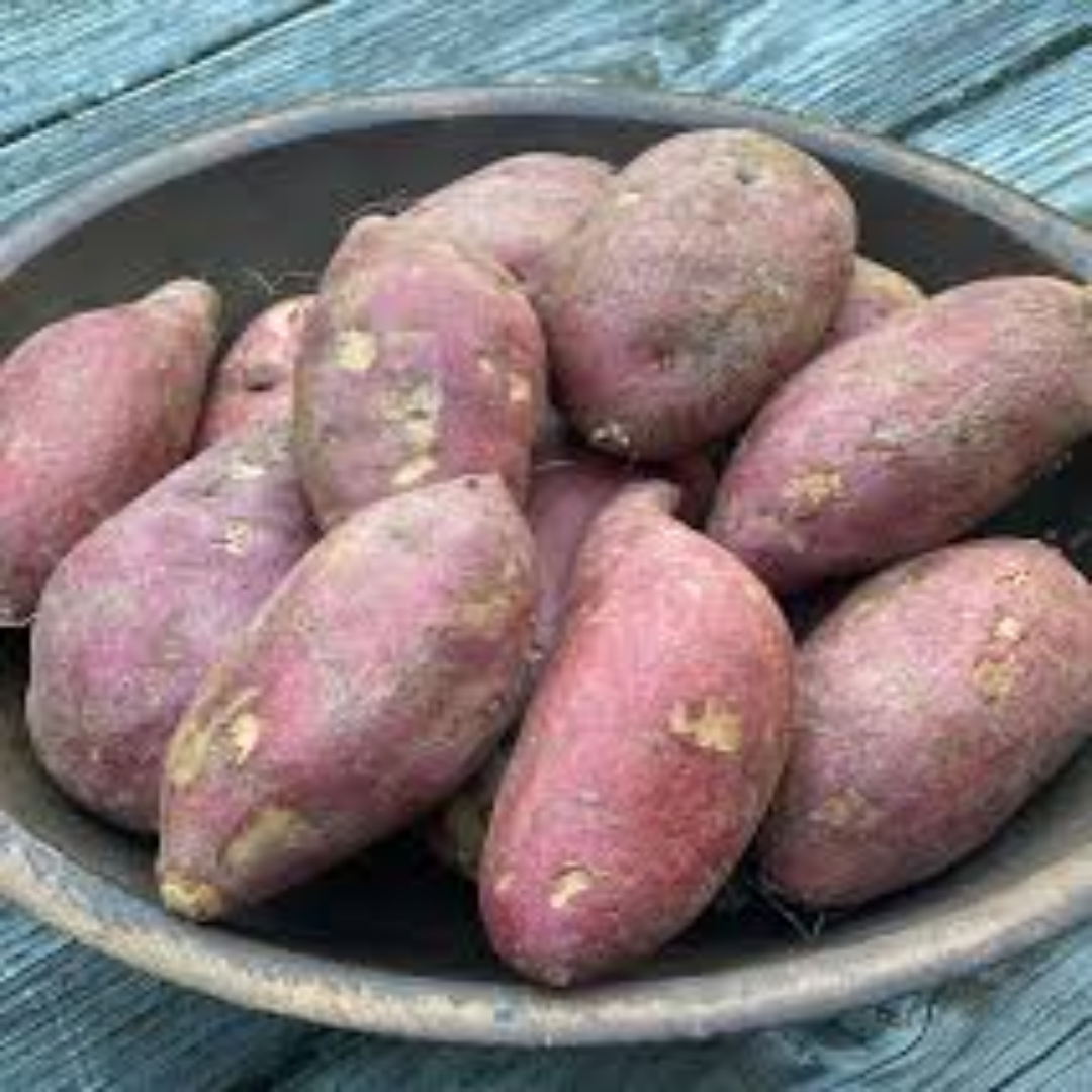 Japanese Sweet Potato for International Produce Buyers