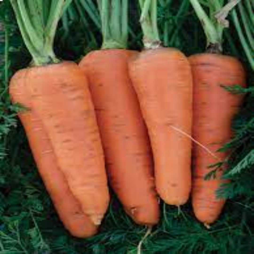 Danvers Carrots Ideal for Processing and Culinary Excellence