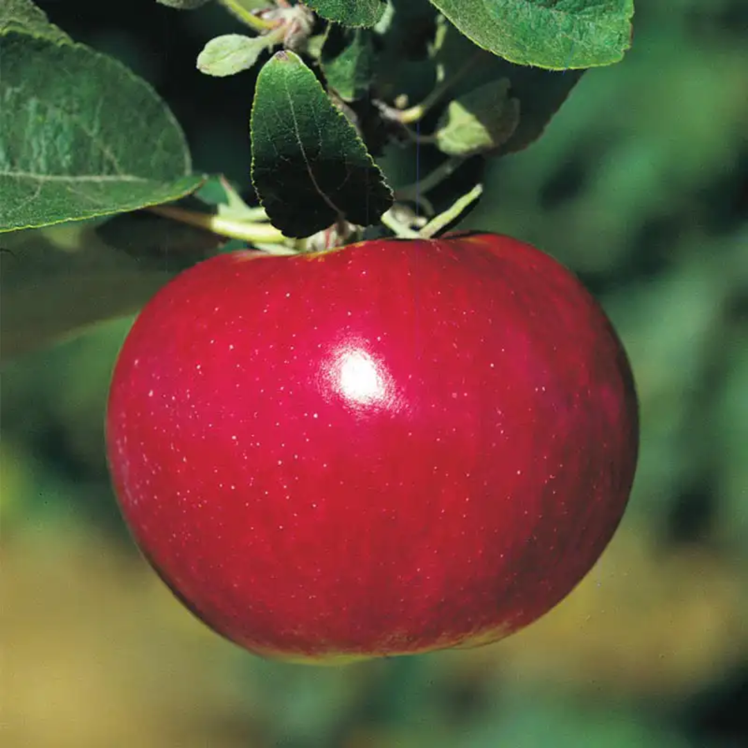 McIntosh Apples for Juicy Texture and Classic Apple Taste