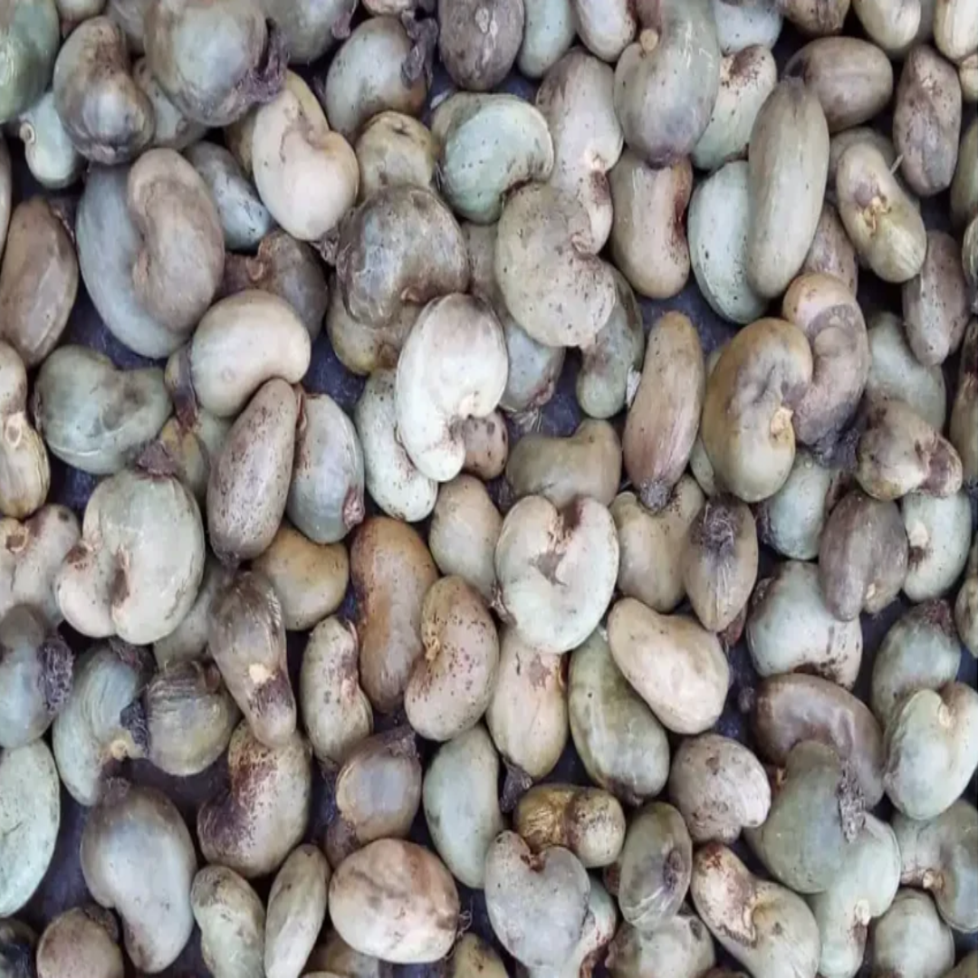 Fresh Raw Cashew Nut – Naturally Grown & Packed with Goodness
